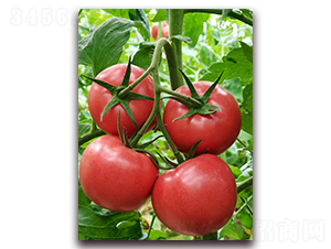 ����1766-��TY�۹���������-��ͼ��ҵ