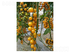 �ƽ���-ʥŮ������-���̰���ҵ