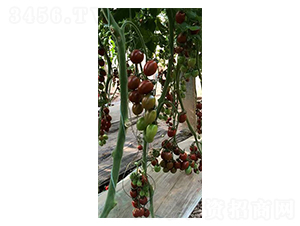��С��-ʥŮ������-���̰���ҵ