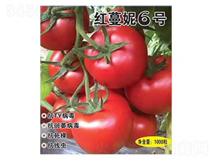 ������6��-����������-Ӣ������