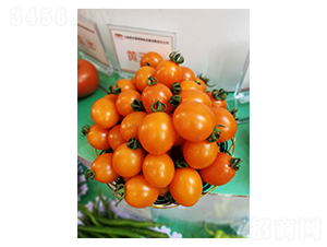 ʥŮ������-Ӣ������