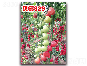 ����829-ӣ�ҷ�������-�ϰ��̺�