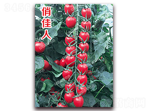 �μ���-ӣ�ҷ�������-�ϰ��̺�