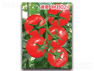 �ϰ£�KB02��-��췬������-�ϰ��̺�