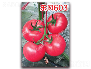 ����603-�۹���������-�ϰ��̺�