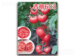 ����603-�۹���������-�ϰ��̺�