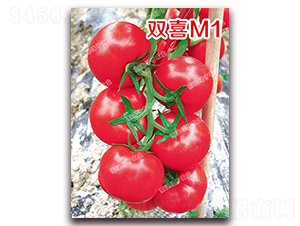˫ϲM1-�۹���������-�ϰ��̺�