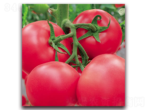 �¾޷۱�ʯ-�۹���������-����