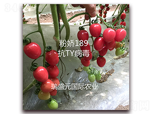 �۽�189-ӣ�ҷ�������-��ʢԪ