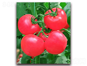 ŷ��302F1-�����۹���������-��ũ����