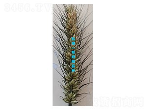 ��ĸһ�Ŷ���-С������-ס��