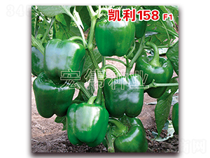 ����158F1-��������-��ΰ��ҵ