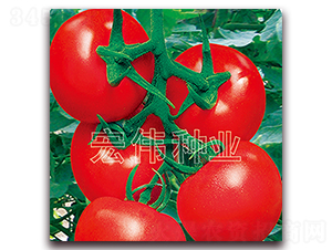 ����2008-�������������-��ΰ��ҵ