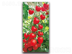 �츻��-��TYӣ�ҷ�������-�����