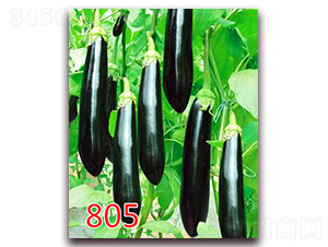 805-���೤������-��ŵũҵ