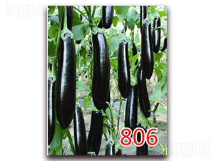 806-���೤������-��ŵũҵ