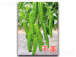 ǧ��-��������-��ŵũҵ
