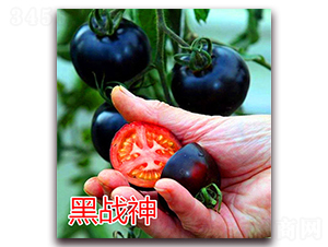��ս��-ӣ�ҷ�������-��ŵũҵ