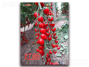 ����-ӣ�ҷ�������-��ŵũҵ