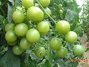 �̱�ʯ-ӣ�ҷ�������-��ŵũҵ