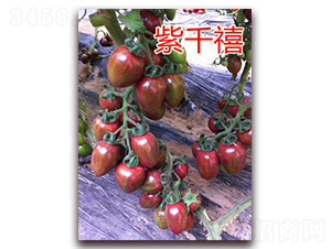 ��ǧ��-ӣ�ҷ�������-��ŵũҵ