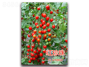 �����飨��죩-ӣ�ҷ�������-��ŵũҵ