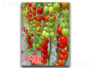 ̨��ǧ�ݣ���죩-ӣ�ҷ�������-��ŵũҵ