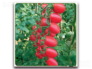�ۼ���-ӣ�ҷ�������-��ŵũҵ