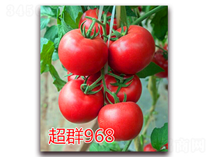 ��Ⱥ968-�۹���������-��ŵũҵ