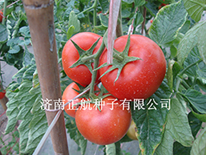 ������-����TY��췬������-����