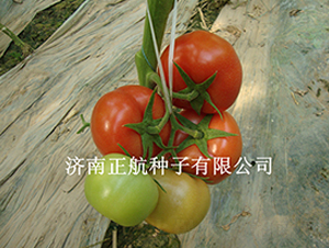 8848-����TY��췬������-����