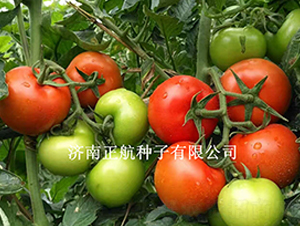 ����100-��TY��췬������-����