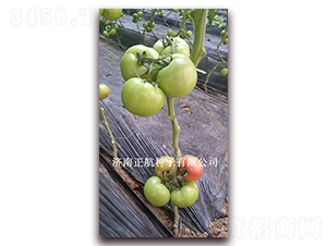 �ط�602-�۹���������-����