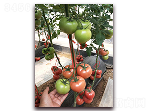 �ط�702-�۹���������-����