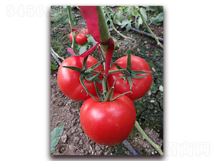 �ط�801-�۹���������-����