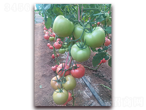 �ط�901-�۹���������-����