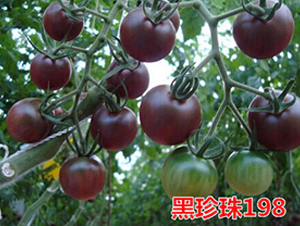 ������198-ӣ��С����������-����ũҵ