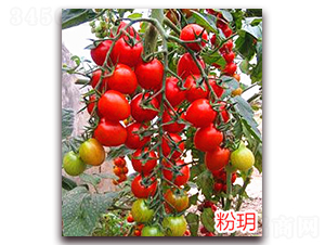 �۫h-ӣ��С����������-����ũҵ