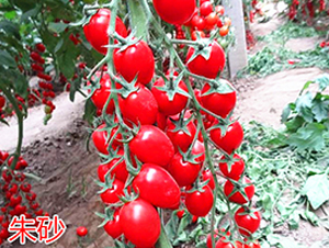 ��ɰ-ӣ��С����������-����ũҵ