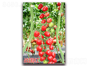 ս����-ӣ��С����������-����ũҵ