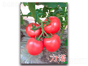 ��ŵ-�۹���������-����ũҵ