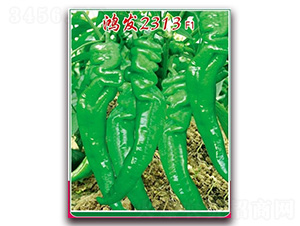 �跢2313-��������-�췢��ҵ
