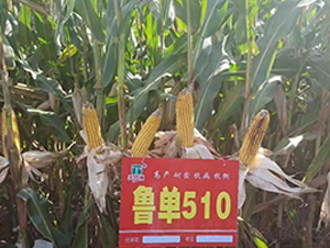 ³��510-��������-����