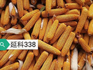 �ӿ�338-��������-����
