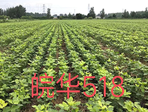�518-������-����