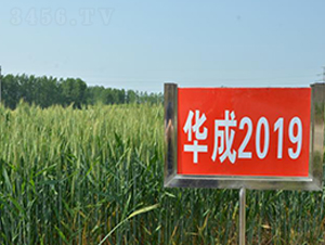 ����2019-С������-����