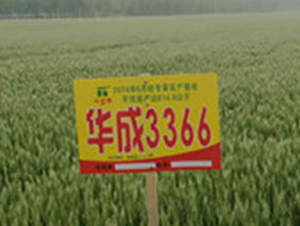 ����3366-С������-����