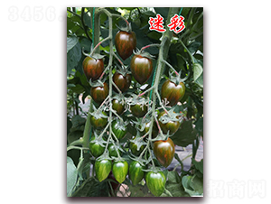 �Բ�-��ɫ��������-������ҵ