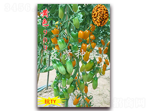 ��ɫ909-��TY����ӣ��С��������-������ҵ