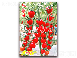 ����Ů-��TY����ӣ��С��������-������ҵ